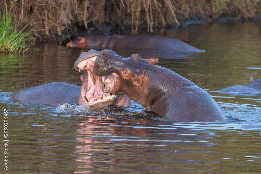 Φωτογραφία Two Hippopotamuses Fighting with Open Mouths in a River