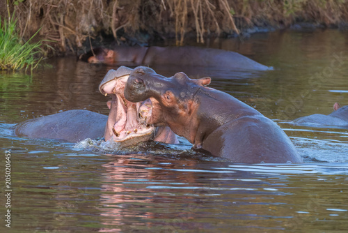 Photography Two Hippopotamuses Fighting with Open Mouths in a River