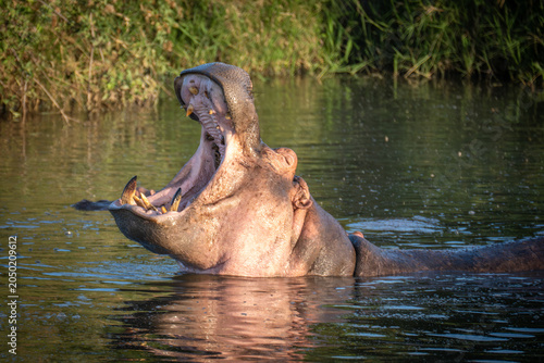 Foto Hippopotamus with Wide Open Mouth in River Landscape