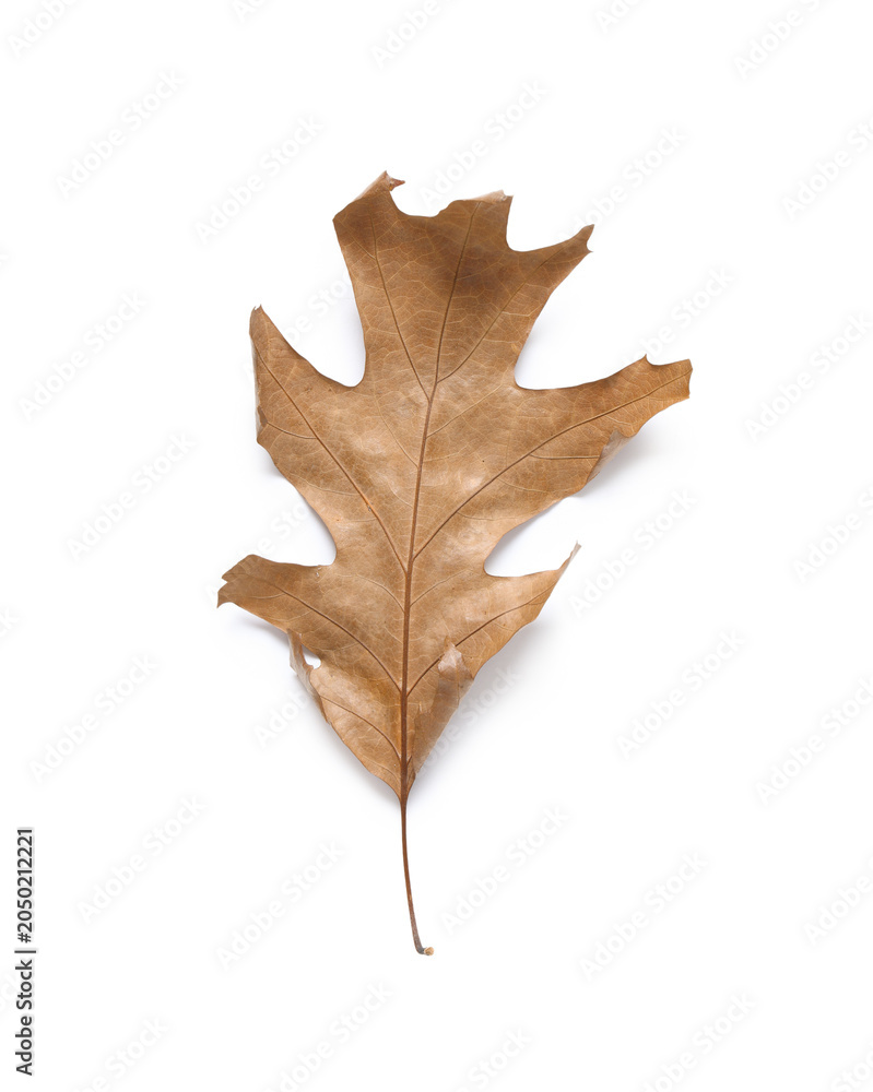 Naklejka premium Dry oak leaf on white background