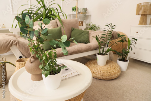 Vase with eucalyptus, plant...