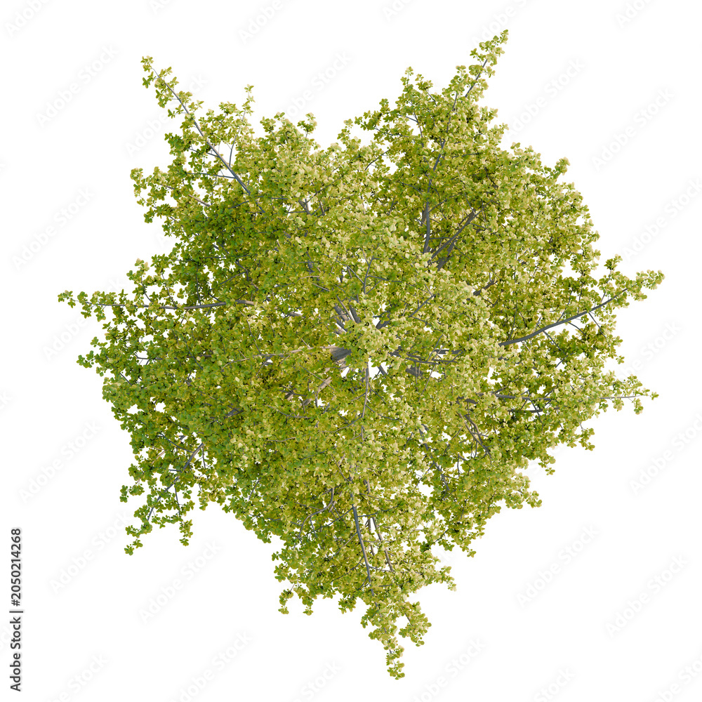 Obraz premium Ginkgo biloba tree plan, top view, cutout, transparent background, isolate, Detailed Tree Canopy with Lush Green Foliage - Perfect for Landscape Design Visualizations