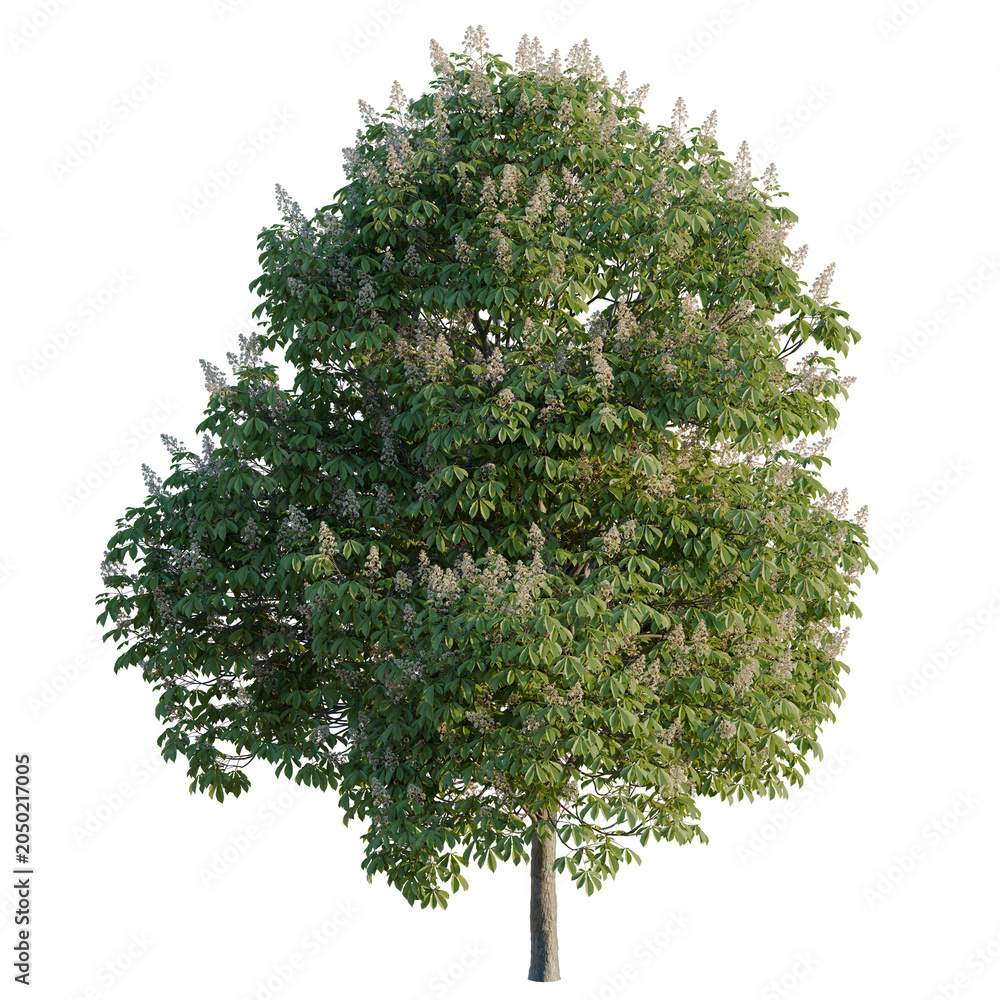 Obraz premium Aesculus hippocastanum tree, elevation, front view, cutout, transparent background, isolate, Blooming Chestnut Tree with Lush Green Foliage on Black Background - Stock Photo