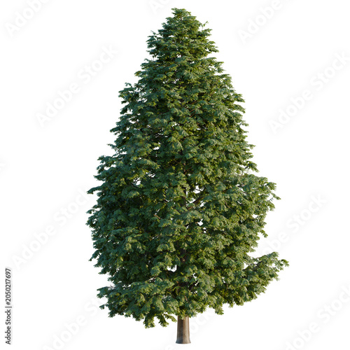 Foto Metasequoia glyptostroboides tree, elevation, front view, cutout, transparent ba