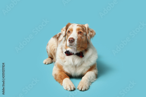 Cute Australian Shepherd do...