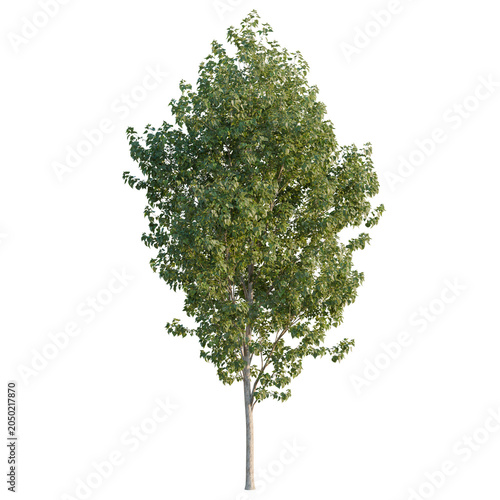 Fotografía Populus x canadensis tree, elevation, front view, cutout, transparent background