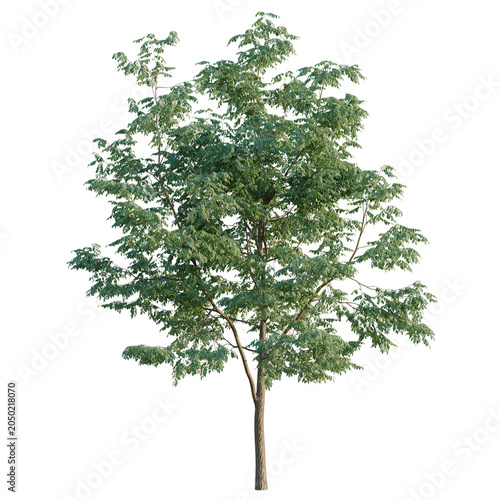 Robinia pseudoacacia tree, elevation, front view, cutout, transparent background, isolate, Detailed Tree with Dense Foliage on Black Background - Ideal for Landscape Design and Visuals