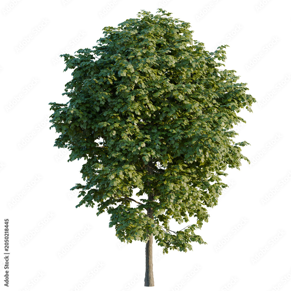 Obraz premium Tilia tree, elevation, front view, cutout, transparent background, isolate, Detailed Birch Tree with Lush Green Foliage – Perfect for Landscape Design and Nature Imagery