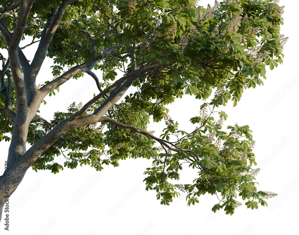 Fototapeta premium Aesculus hippocastanum tree, corner view, cutout, isolate, transparent background, Detailed Chestnut Tree Branch with Lush Green Leaves and Delicate White Flowers - Stock Image