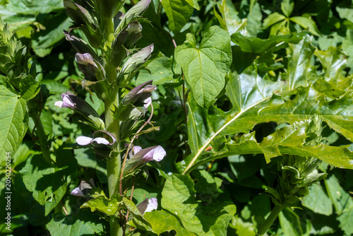 Bild auf Leinwand A detailed shot of an acanthus mollis plant growing outdoors with its distinctive tall flowering spike, green leaves, and hooded pale purple blossoms