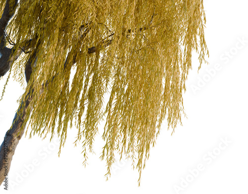 Cuadro en lienzo Salix babylonica tree, corner view, cutout, isolate, transparent background, Gol