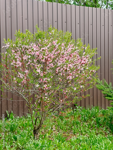 Quadro su tela A flowering almond bush in the garden. Pink flowers. Vertical