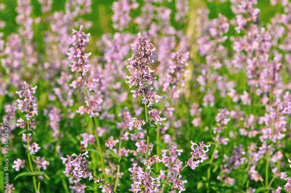 Obraz premium Pale pink wildflower stalks growing densely in grassy field. Nepeta grandiflora