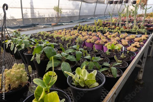 Fototapeta Potted succulents and leafy seedlings are sitting on mesh bench in greenhouse, water droplets