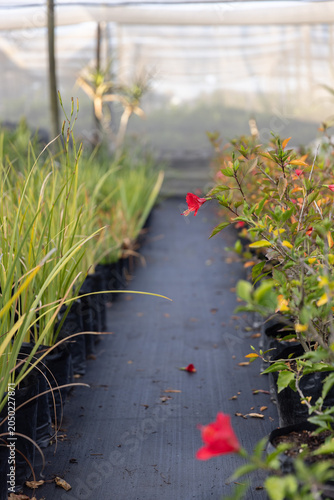 Potted shrub with single red blossom is sitting on black fabric walkway in shaded nursery aisle