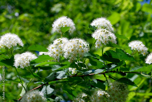 large branch with inflorescences of the Physocarpus opulifolius plant among bushes in a sunny forest