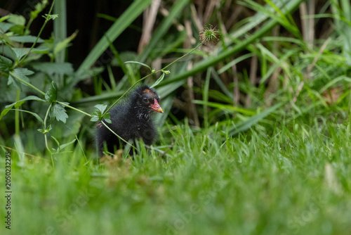 Poussin gallinule poule d'eau