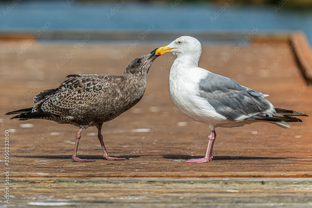 Fototapeta premium Young gull begging from adult gull on a wooden dock