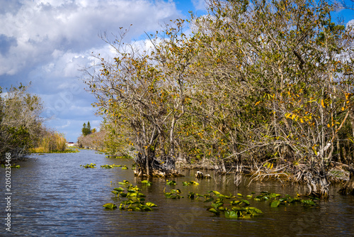 Everglades swamps cruise