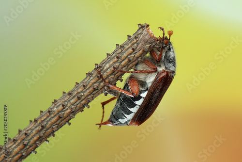 May beetle insect on a stick