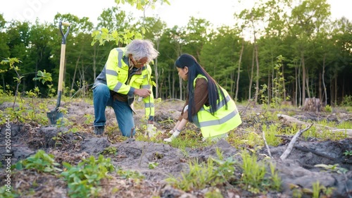 Eco volunteers planting tree on cleared forest land. Senior man and Asian woman placing sapling in soil. Woman holding plant and helping male. Environmental activists supporting reforestation project.