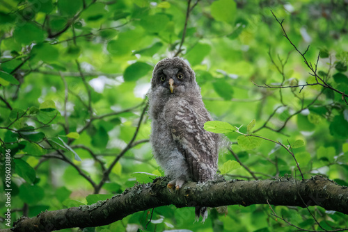 Canvas-taulu Close-up portrait of a juvenile great grey owl (Strix nebulosa) fledgling perched on a branch