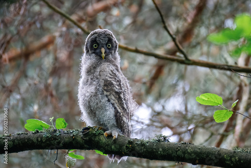 Photos Close-up portrait of a juvenile great grey owl (Strix nebulosa) fledgling perched on a branch