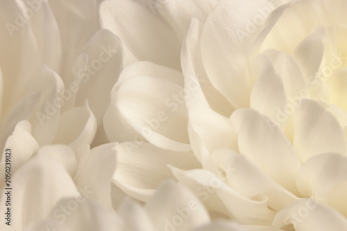 Fotografía Smoke close-up selective soft focus cream white beige chrysanthemums, aster Flower Petals