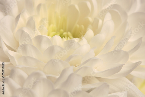 Vászonkép Smoke close-up selective soft focus cream white beige, yellow chrysanthemums, aster Flower bud pestle; stamen Petals
