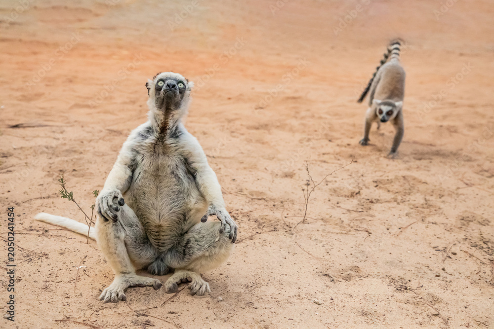 Fototapeta premium Sifaka lemur (Propithecus verreauxi), Madagascar nature