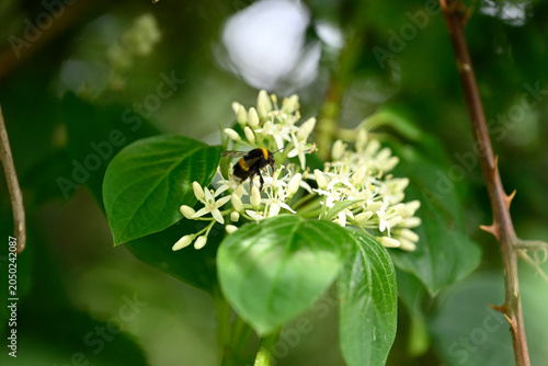 Bumblebee on white flower. Single bumblebee on white flower. Bombus insect collecting pollen on Cornus flower.