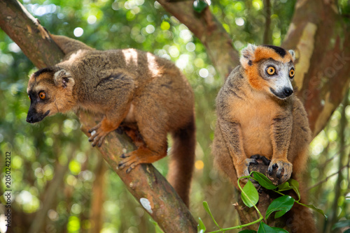 Crowned lemur (Eulemur Coronatus), endemic animal