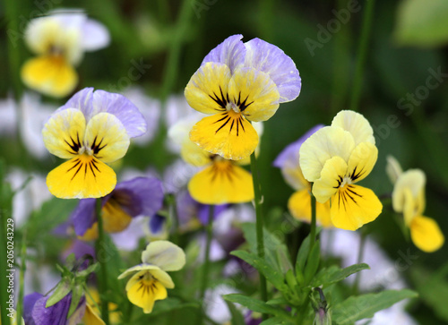 Wild Pansy (Viola tricolor) blooming in nature