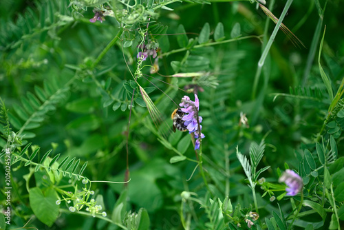 Bumblebee on violet flower. Single bumblebee on violwt flower. Bombus insect collecting pollen on flower with violet blossom.