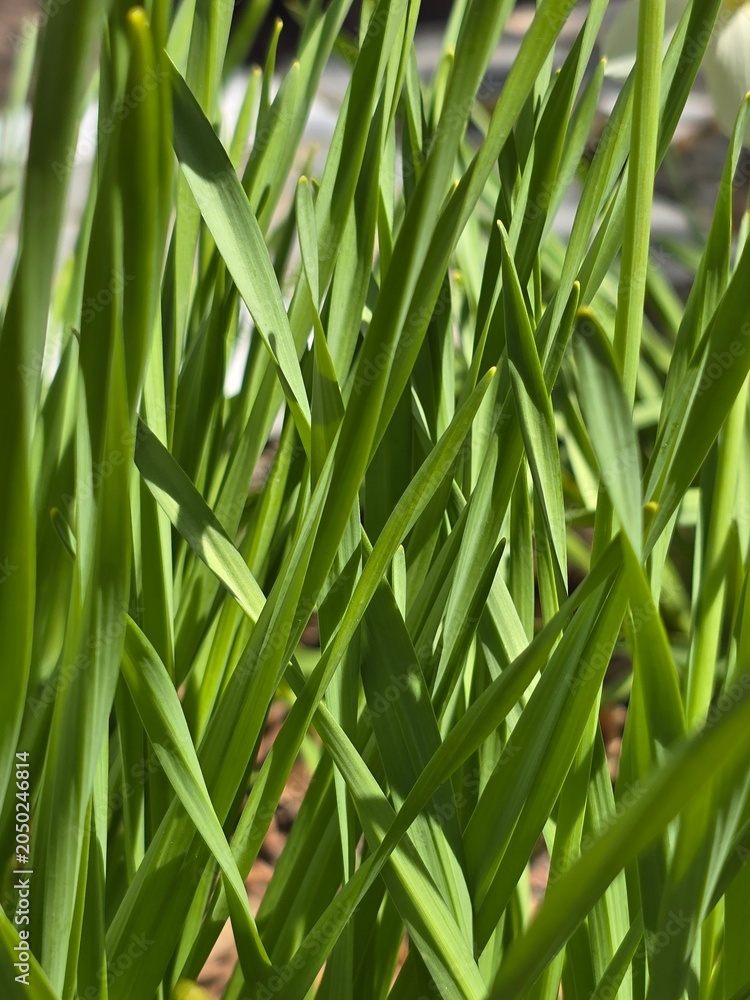 Fototapeta premium green leaves background