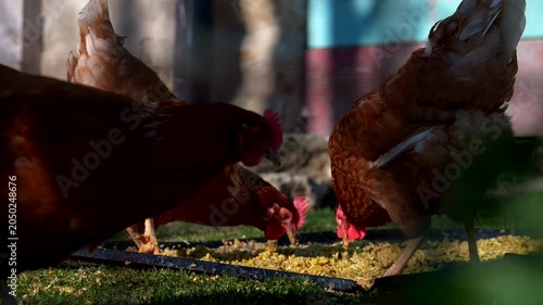 Chickens grazing in the farmer's garden. Slow motion 4K