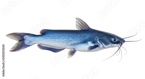 Gray catfish swimming isolated white background