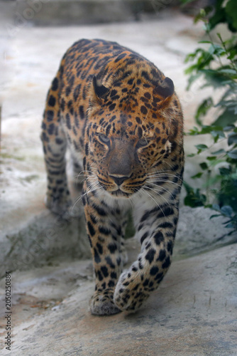 A Far Eastern leopard, amur leopard, Panthera pardus orientalis, the rarest cat in the world, at a zoo in Moscow, Russia