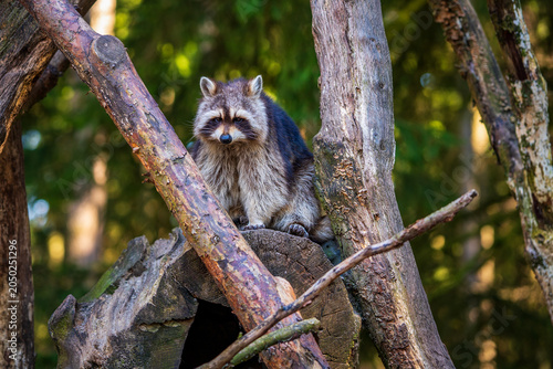 View of a raccoon in the tree.