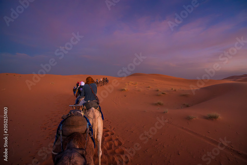Camel caravan crossing Sahara sand dunes at sunrise, Morocco. Authentic desert expedition and adventure travel experience in North Africa.