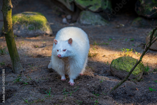 A rare albino raccoon in the park.