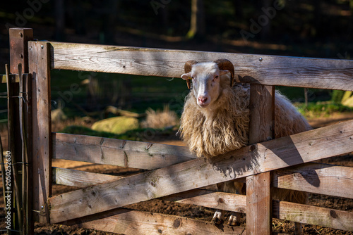 View of a sheep on the farm.