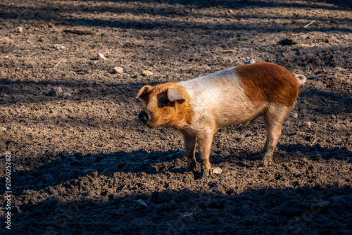 Portrait of a pig on a farm.