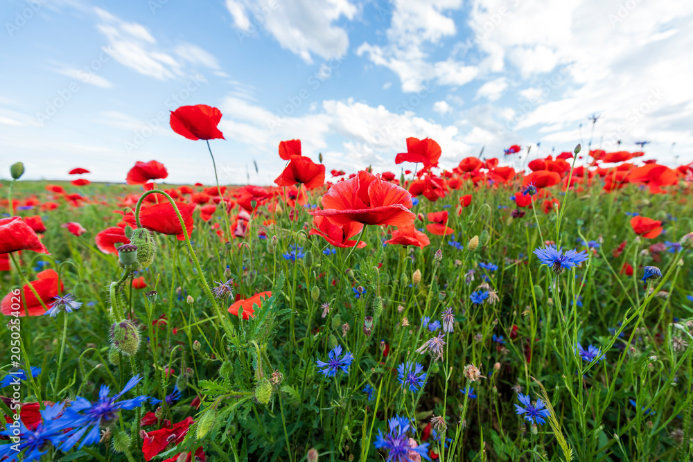 Fototapeta premium It is red poppy blossom time which is maybe the end of spring and beginning of summer season and which build a true contrast to the green landscape