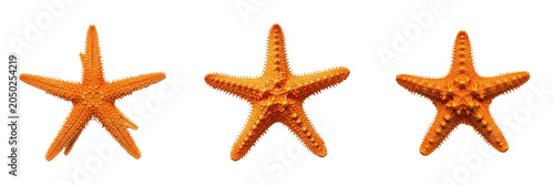 Foto Orange Starfish PNG Set, Transparent Background Sea Star Clipart, Isolated Marin