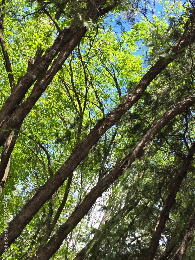Fototapeta premium tree in the forest