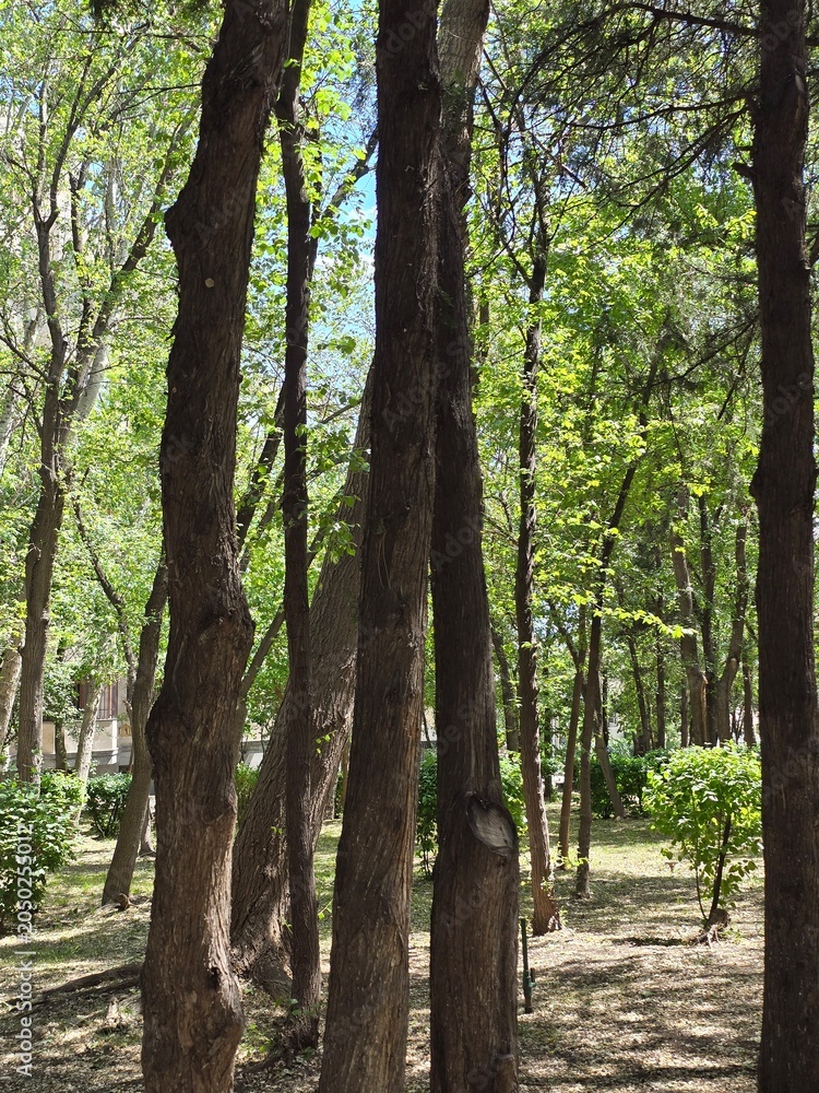 Fototapeta premium tree in the forest