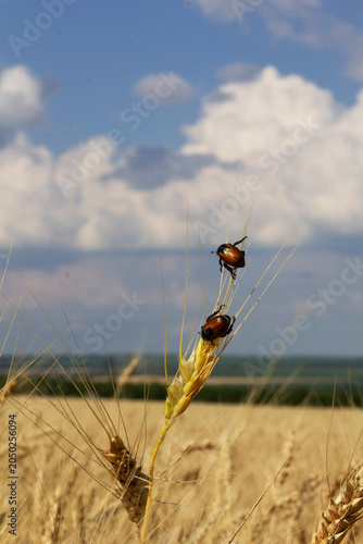 Foto Grain Beetles on Wheat Ear in Golden Field Under Dramatic Sky, Moldova