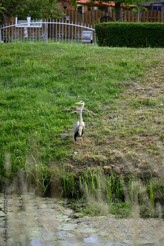 Common heron flying and standing at pond. Ardea cinerea, Gray heron standing at pond, Hamburg, Bergedorf.