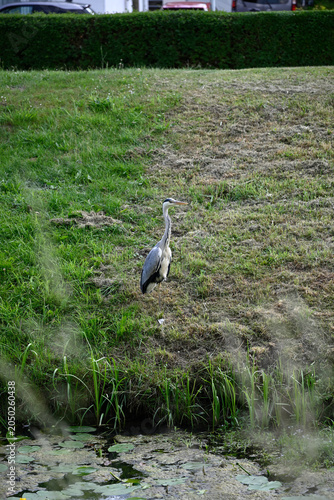 Common heron flying and standing at pond. Ardea cinerea, Gray heron standing at pond, Hamburg, Bergedorf.